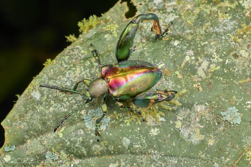 Frog-legged Leaf Beetle, Sagra buqueti of Sabah / Borneo