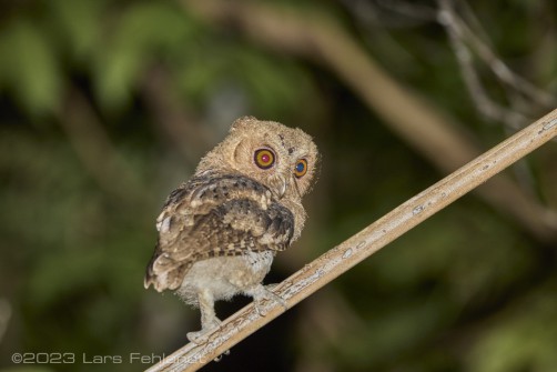 Sunda scops owl, Otus lempiji of Kuching / Sarawak / Borneo