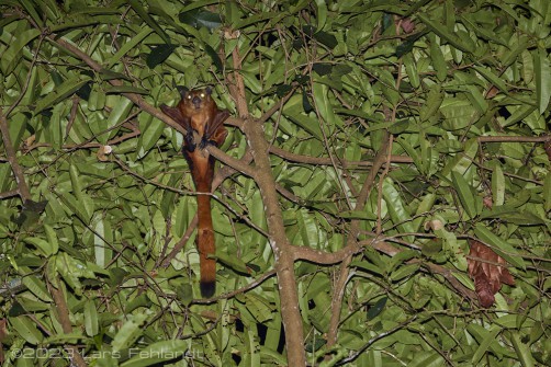 Red giant flying squirrel or common giant flying squirrel, Petaurista petaurista (Pallas, 1766) of south Sarawak