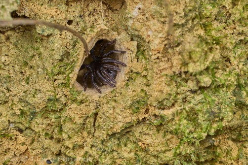 Brushed trapdoor spider Barychelidae of Sarawak / Borneo around 200m ASL - probably Rhianodes sp.