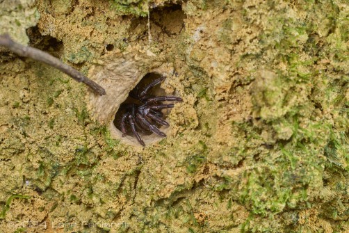 Brushed trapdoor spider Barychelidae of Sarawak / Borneo around 200m ASL - probably Rhianodes sp.