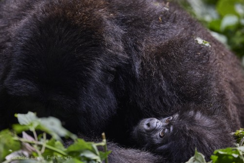 Mountain gorilla (Gorilla beringei beringei) - Rushegura family of Uganda's Bwindi Impenetrable National Park