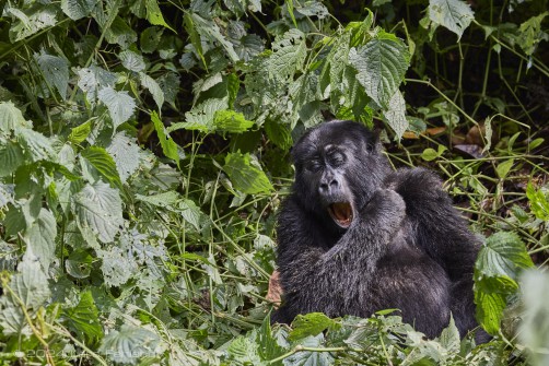 Mountain gorilla (Gorilla beringei beringei) - Rushegura family of Uganda's Bwindi Impenetrable National Park