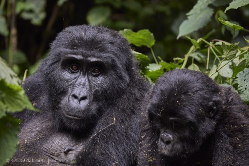 Mountain gorilla (Gorilla beringei beringei) - Rushegura family of Uganda's Bwindi Impenetrable National Park