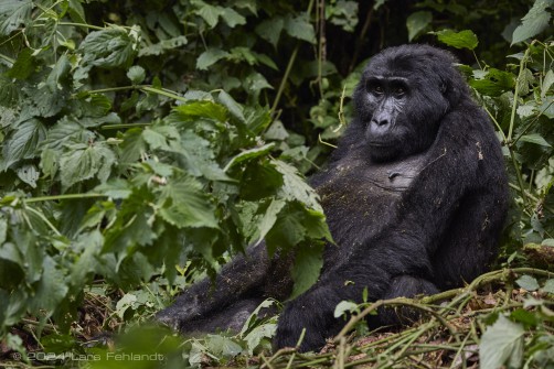 Mountain gorilla (Gorilla beringei beringei) - Rushegura family of Uganda's Bwindi Impenetrable National Park
