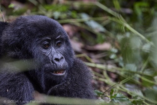 Mountain gorilla (Gorilla beringei beringei) - Rushegura family of Uganda's Bwindi Impenetrable National Park