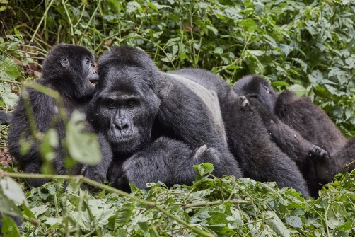 Mountain gorilla (Gorilla beringei beringei) - Rushegura family of Uganda's Bwindi Impenetrable National Park