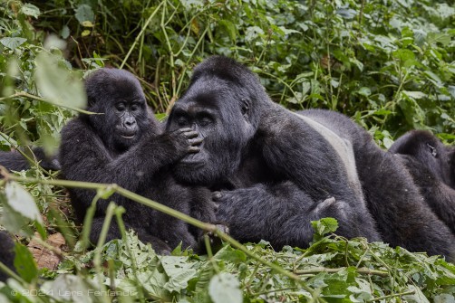 Mountain gorilla (Gorilla beringei beringei) - Rushegura family of Uganda's Bwindi Impenetrable National Park