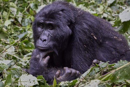 Mountain gorilla (Gorilla beringei beringei) - Rushegura family of Uganda's Bwindi Impenetrable National Park