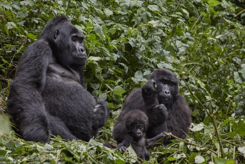 Mountain gorilla (Gorilla beringei beringei) - Rushegura family of Uganda's Bwindi Impenetrable National Park