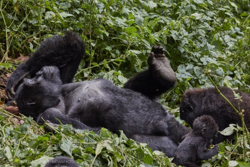 Mountain gorilla (Gorilla beringei beringei) - Rushegura family of Uganda's Bwindi Impenetrable National Park