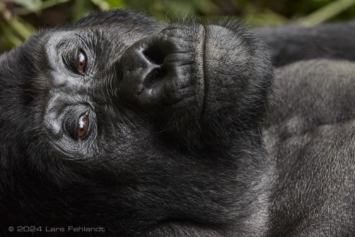 Mountain gorilla (Gorilla beringei beringei) - Rushegura family of Uganda's Bwindi Impenetrable National Park