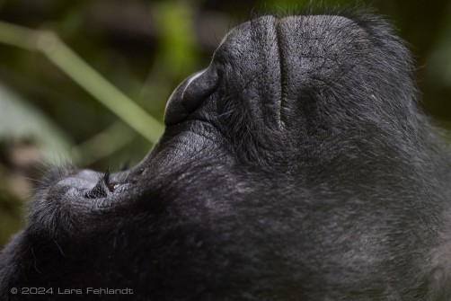Mountain gorilla (Gorilla beringei beringei) - Rushegura family of Uganda's Bwindi Impenetrable National Park