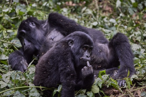 Mountain gorilla (Gorilla beringei beringei) - Rushegura family of Uganda's Bwindi Impenetrable National Park