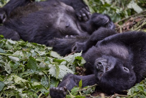 Mountain gorilla (Gorilla beringei beringei) - Rushegura family of Uganda's Bwindi Impenetrable National Park