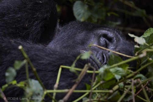 Mountain gorilla (Gorilla beringei beringei) - Rushegura family of Uganda's Bwindi Impenetrable National Park