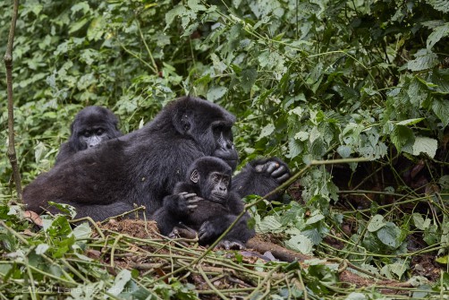 Mountain gorilla (Gorilla beringei beringei) - Rushegura family of Uganda's Bwindi Impenetrable National Park