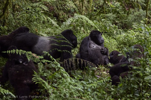 Mountain gorilla (Gorilla beringei beringei) - Rushegura family of Uganda's Bwindi Impenetrable National Park