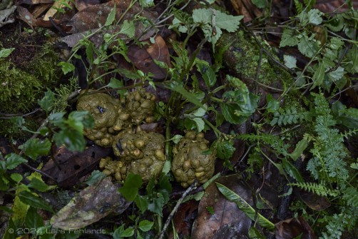 Faeces of a Mountain gorilla (Gorilla beringei beringei) - Rushegura family of Uganda's Bwindi Impenetrable National Park