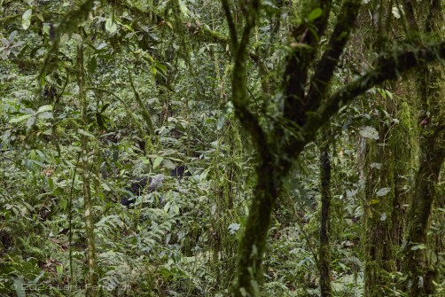 Mountain gorilla (Gorilla beringei beringei) - Rushegura family of Uganda's Bwindi Impenetrable National Park