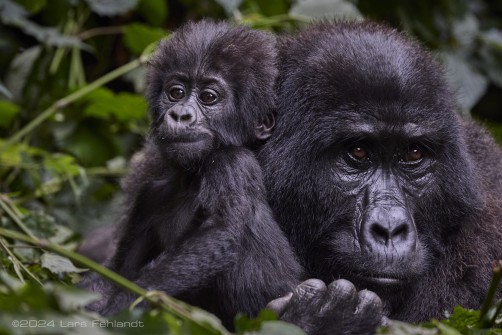 Mountain gorilla (Gorilla beringei beringei) - Rushegura family of Uganda's Bwindi Impenetrable National Park