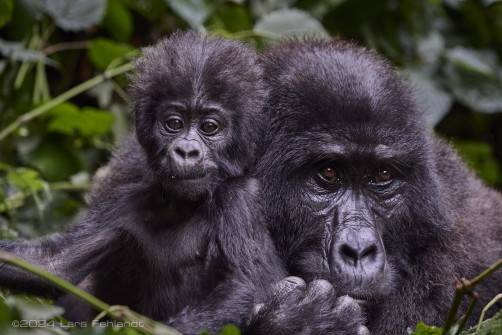 Mountain gorilla (Gorilla beringei beringei) - Rushegura family of Uganda's Bwindi Impenetrable National Park