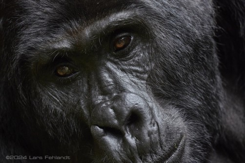 Mountain gorilla (Gorilla beringei beringei) - Rushegura family of Uganda's Bwindi Impenetrable National Park