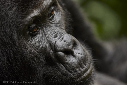 Mountain gorilla (Gorilla beringei beringei) - Rushegura family of Uganda's Bwindi Impenetrable National Park