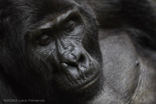 Mountain gorilla (Gorilla beringei beringei) - Rushegura family of Uganda's Bwindi Impenetrable National Park
