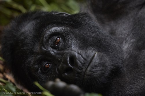 Mountain gorilla (Gorilla beringei beringei) - Rushegura family of Uganda's Bwindi Impenetrable National Park