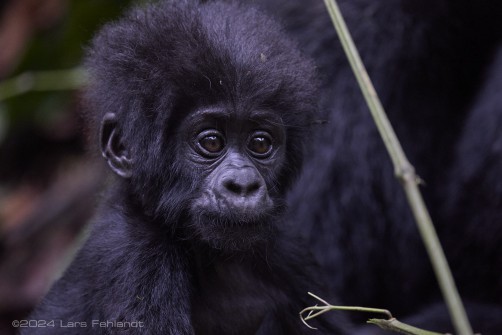 Mountain gorilla (Gorilla beringei beringei) - Rushegura family of Uganda's Bwindi Impenetrable National Park