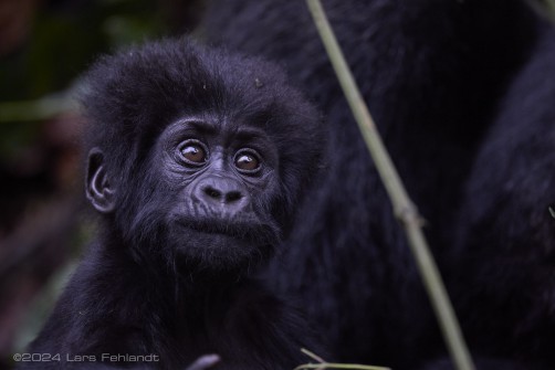 Mountain gorilla (Gorilla beringei beringei) - Rushegura family of Uganda's Bwindi Impenetrable National Park