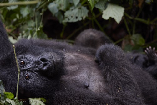 Mountain gorilla (Gorilla beringei beringei) - Rushegura family of Uganda's Bwindi Impenetrable National Park