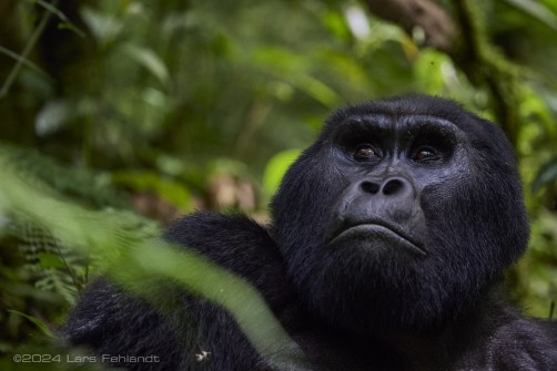 Mountain gorilla (Gorilla beringei beringei) - Rushegura family of Uganda's Bwindi Impenetrable National Park