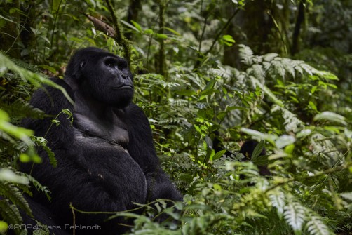 Mountain gorilla (Gorilla beringei beringei) - Rushegura family of Uganda's Bwindi Impenetrable National Park