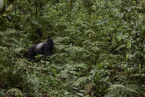 Mountain gorilla (Gorilla beringei beringei) - Rushegura family of Uganda's Bwindi Impenetrable National Park