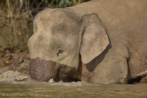 Borneo elephant or the Borneo pygmy elephant, Elephas maximus borneensis Deraniyagala, 1950 Sabah/Borneo.