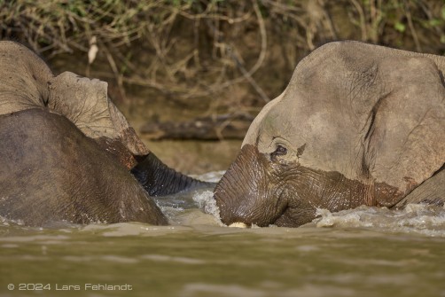 Borneo elephant or the Borneo pygmy elephant, Elephas maximus borneensis Deraniyagala, 1950 Sabah/Borneo.