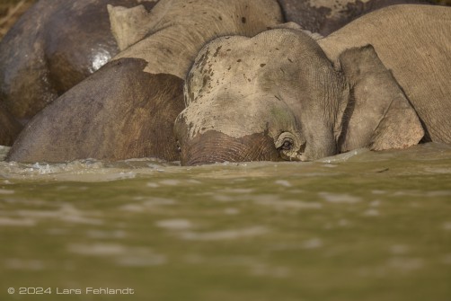 Borneo elephant or the Borneo pygmy elephant, Elephas maximus borneensis Deraniyagala, 1950 Sabah/Borneo.