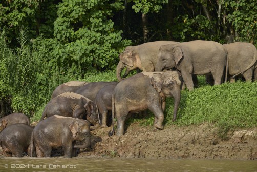 Borneo elephant or the Borneo pygmy elephant, Elephas maximus borneensis Deraniyagala, 1950 Sabah/Borneo.