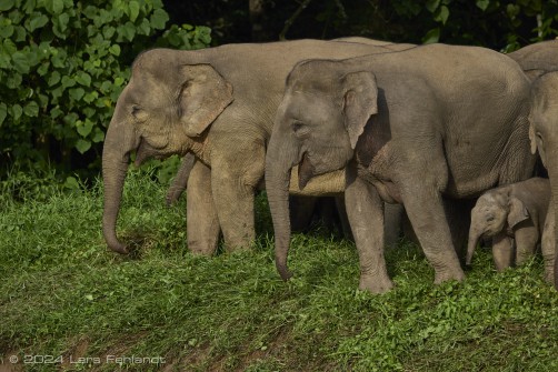 Borneo elephant or the Borneo pygmy elephant, Elephas maximus borneensis Deraniyagala, 1950 Sabah/Borneo.