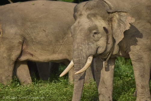 Borneo elephant or the Borneo pygmy elephant, Elephas maximus borneensis Deraniyagala, 1950 Sabah/Borneo.