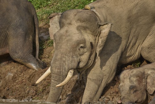 Borneo elephant or the Borneo pygmy elephant, Elephas maximus borneensis Deraniyagala, 1950 Sabah/Borneo.