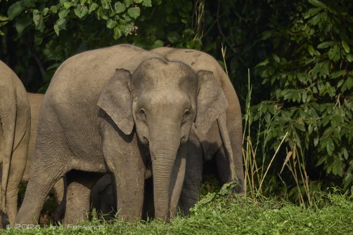 Borneo elephant or the Borneo pygmy elephant, Elephas maximus borneensis Deraniyagala, 1950 Sabah/Borneo.