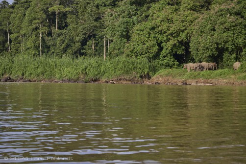Borneo elephant or the Borneo pygmy elephant, Elephas maximus borneensis Deraniyagala, 1950 Sabah/Borneo.