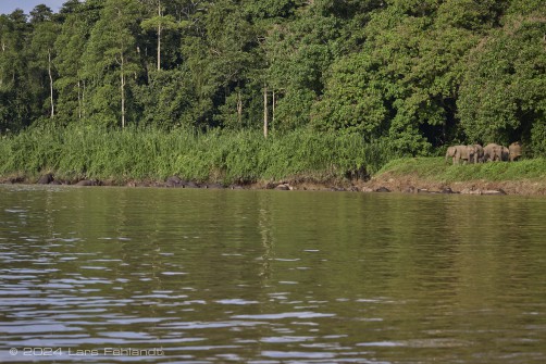 Borneo elephant or the Borneo pygmy elephant, Elephas maximus borneensis Deraniyagala, 1950 Sabah/Borneo.
