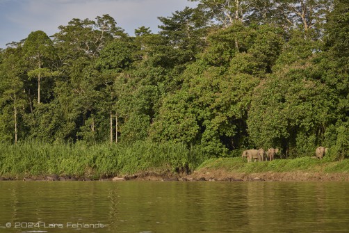 Borneo elephant or the Borneo pygmy elephant, Elephas maximus borneensis Deraniyagala, 1950 Sabah/Borneo.