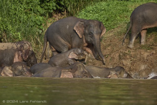 Borneo elephant or the Borneo pygmy elephant, Elephas maximus borneensis Deraniyagala, 1950 Sabah/Borneo.