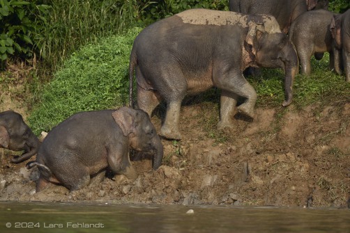 Borneo elephant or the Borneo pygmy elephant, Elephas maximus borneensis Deraniyagala, 1950 Sabah/Borneo.