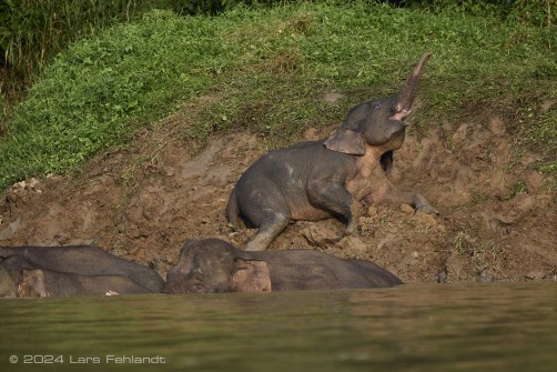 Borneo elephant or the Borneo pygmy elephant, Elephas maximus borneensis Deraniyagala, 1950 Sabah/Borneo.